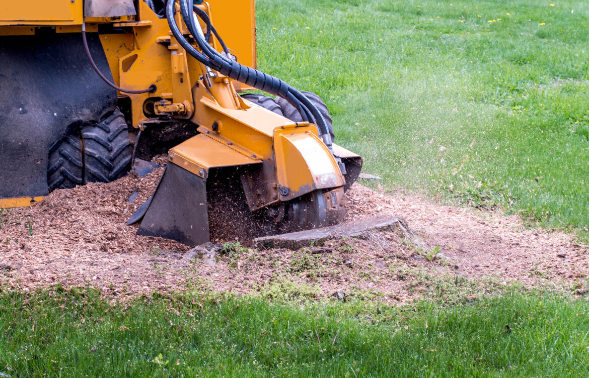 Stump and Tree Services: Premier Stump Removal Services in Rocklin, CA