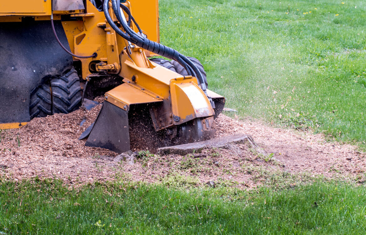 Professional Stump Grinding Services in Roseville, CA: Trust Stump and Tree Services