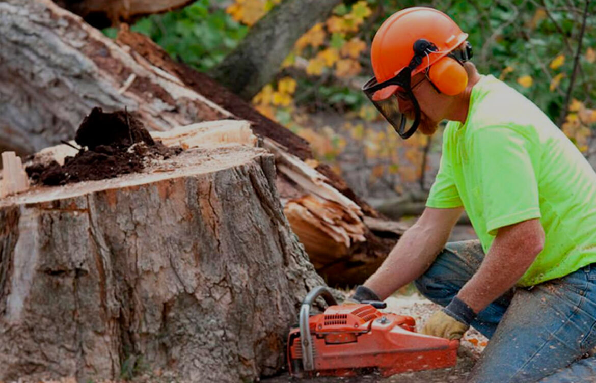 Transform Your Landscape with Professional Tree Cleaning and Removal Services in Granite Bay, CA