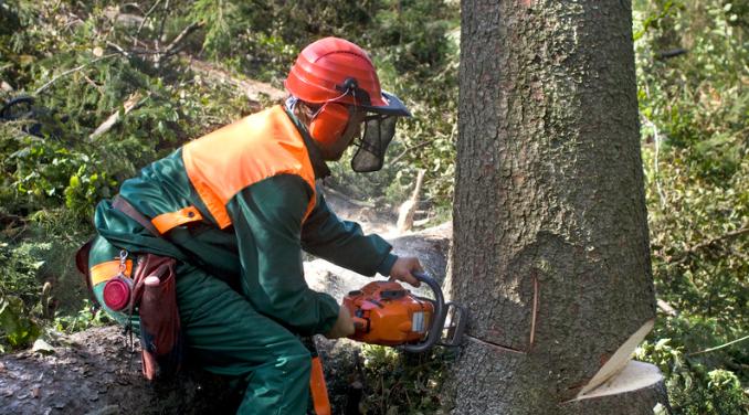 Tree Removal & Cleaning Services in Granite bay