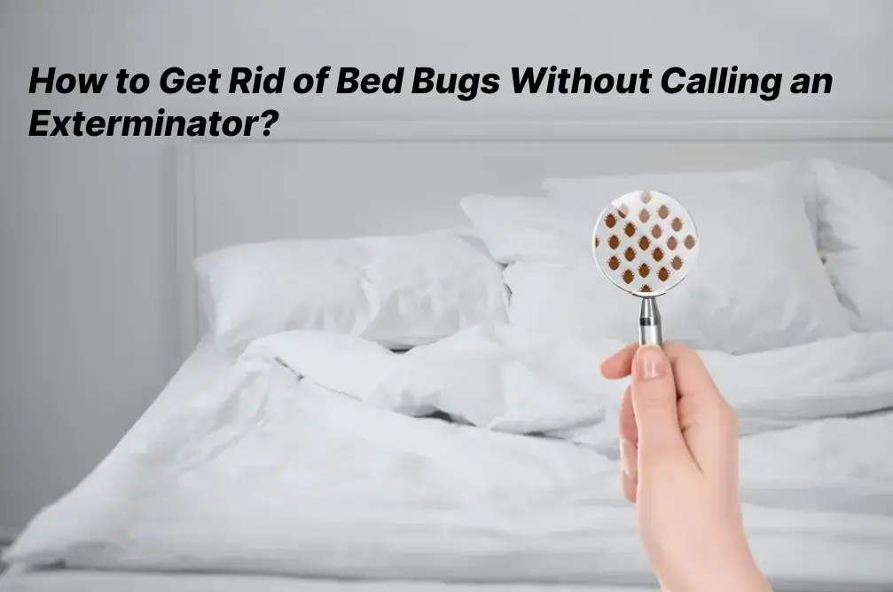 How to Get Rid of Bed Bugs Without Calling an Exterminator?
