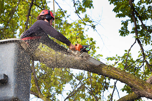  Pros and Cons of Tree Stump Grinding Services