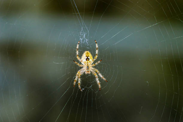 The Beginners Guide to Spider Extermination for Your Property