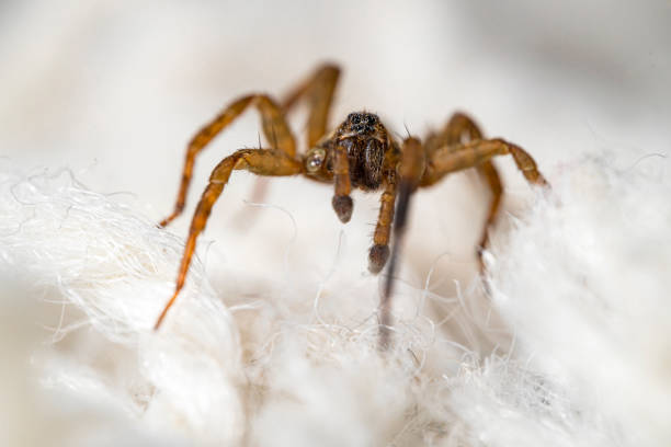 The Beginners Guide to Spider Extermination for Your Property