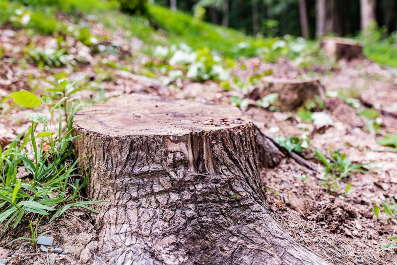 tree-stump-1.jpg
